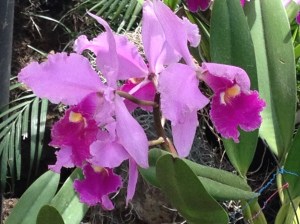 orquidies