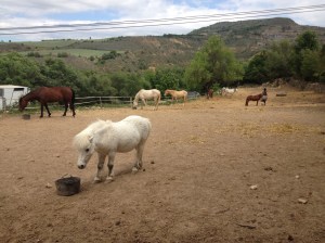 La nova "família" del Whisky