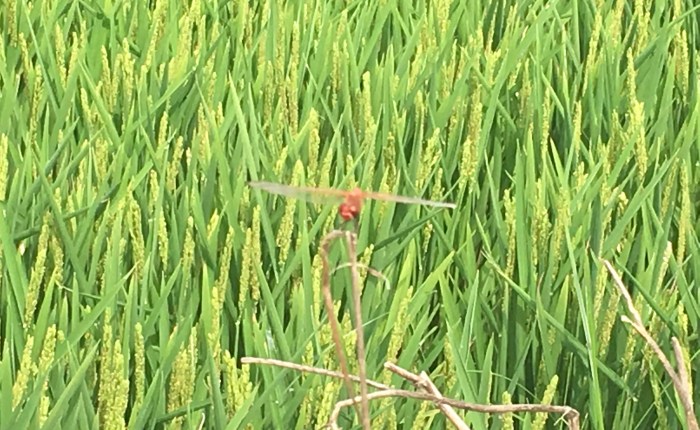 Entre l’espill blau i el vellut&nbsp;verd